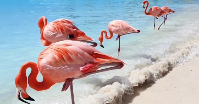 Samo će pravi stručnjak moći prepoznati ove ružičaste životinje: Pitanja su jako zahtjevna