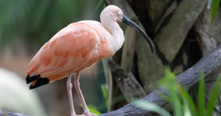 Samo će pravi stručnjak moći prepoznati ove ružičaste životinje: Pitanja su jako zahtjevna