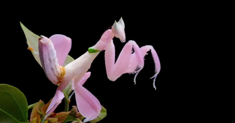 Samo će pravi stručnjak moći prepoznati ove ružičaste životinje: Pitanja su jako zahtjevna