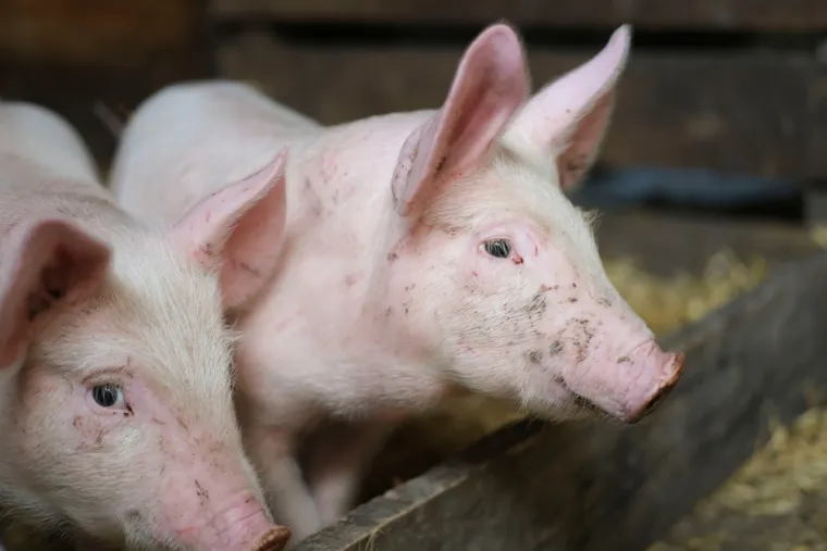 Samo će pravi stručnjak moći prepoznati ove ružičaste životinje: Pitanja su jako zahtjevna