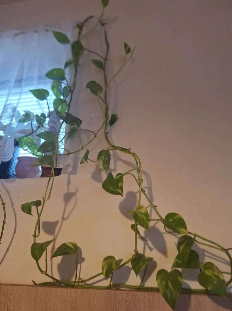 Otporni srcoliki listovi: Donosimo fotografije va&scaron;ih predivnih zlatnih puzavaca