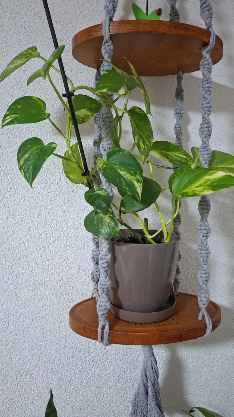 Otporni srcoliki listovi: Donosimo fotografije va&scaron;ih predivnih zlatnih puzavaca