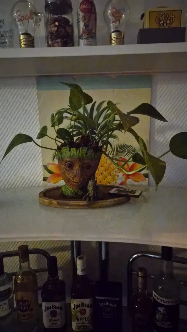 Otporni srcoliki listovi: Donosimo fotografije va&scaron;ih predivnih zlatnih puzavaca