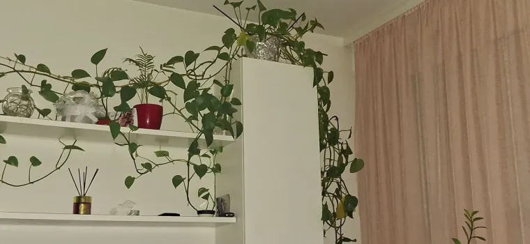 Otporni srcoliki listovi: Donosimo fotografije va&scaron;ih predivnih zlatnih puzavaca