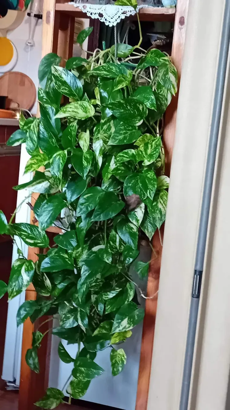 Otporni srcoliki listovi: Donosimo fotografije va&scaron;ih predivnih zlatnih puzavaca