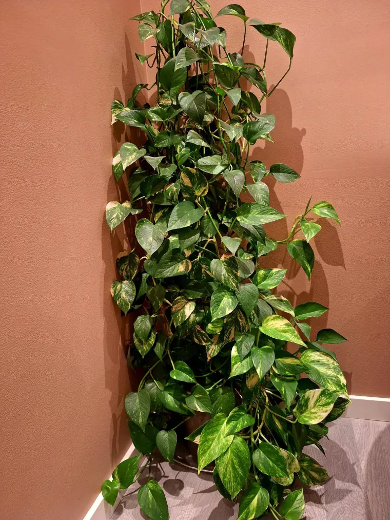 Otporni srcoliki listovi: Donosimo fotografije va&scaron;ih predivnih zlatnih puzavaca