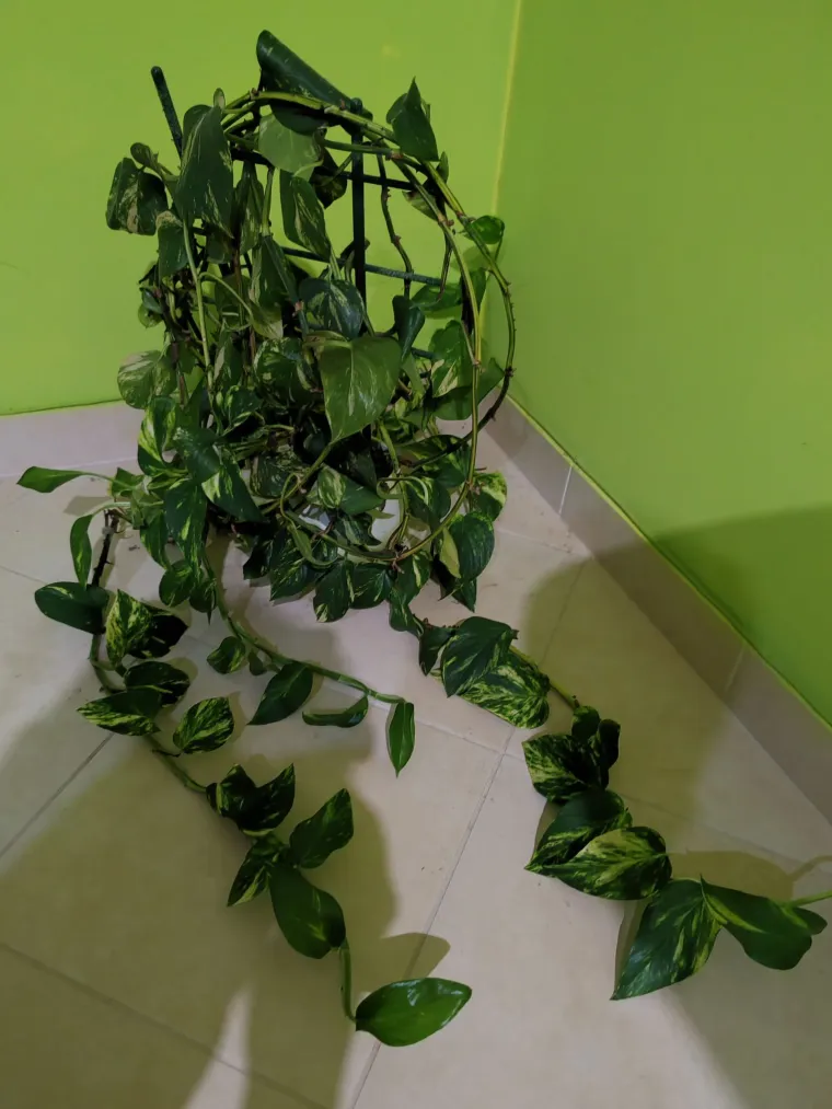 Otporni srcoliki listovi: Donosimo fotografije va&scaron;ih predivnih zlatnih puzavaca