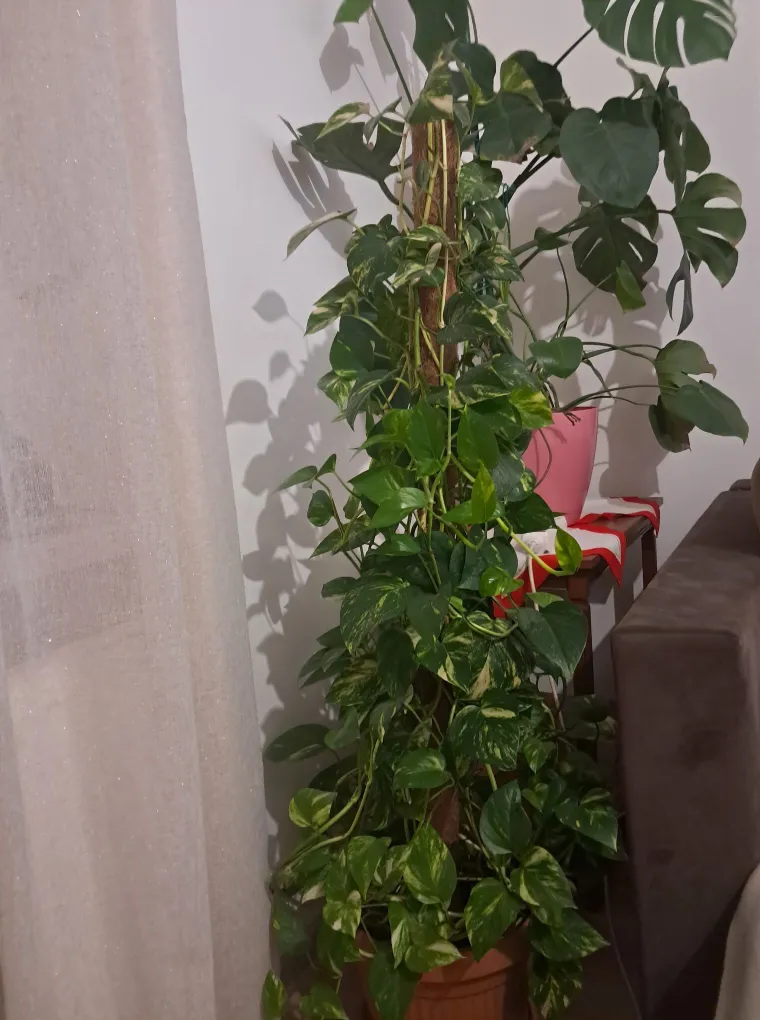 Otporni srcoliki listovi: Donosimo fotografije va&scaron;ih predivnih zlatnih puzavaca