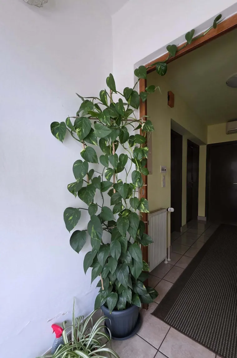 Otporni srcoliki listovi: Donosimo fotografije va&scaron;ih predivnih zlatnih puzavaca