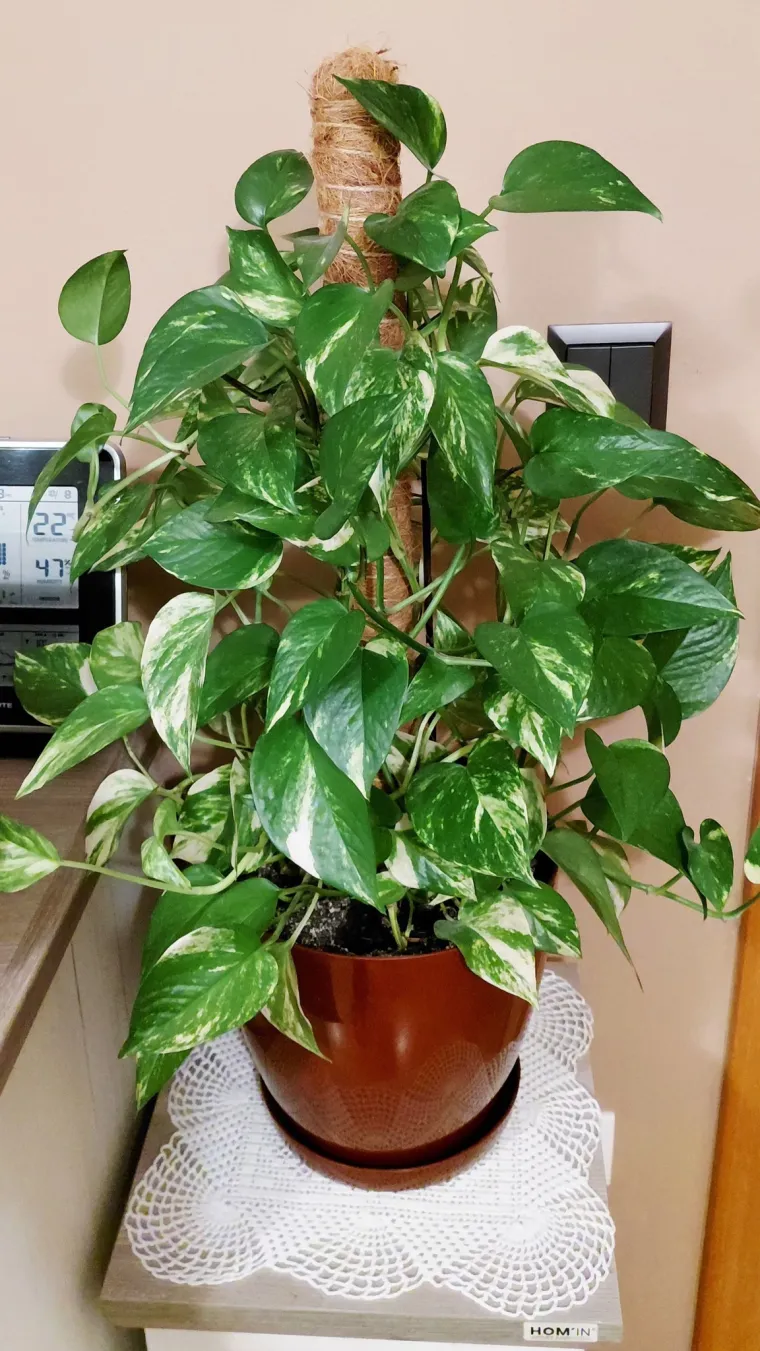 Otporni srcoliki listovi: Donosimo fotografije va&scaron;ih predivnih zlatnih puzavaca