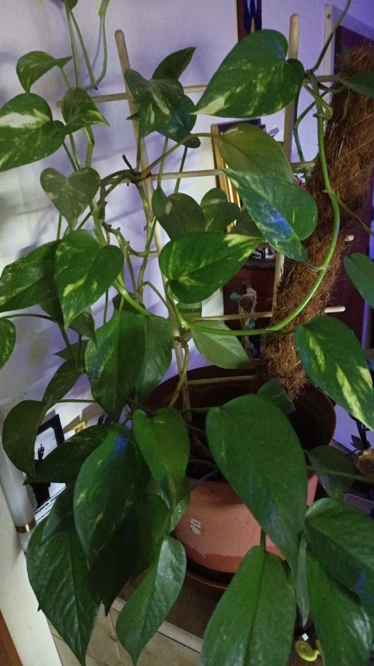 Otporni srcoliki listovi: Donosimo fotografije va&scaron;ih predivnih zlatnih puzavaca