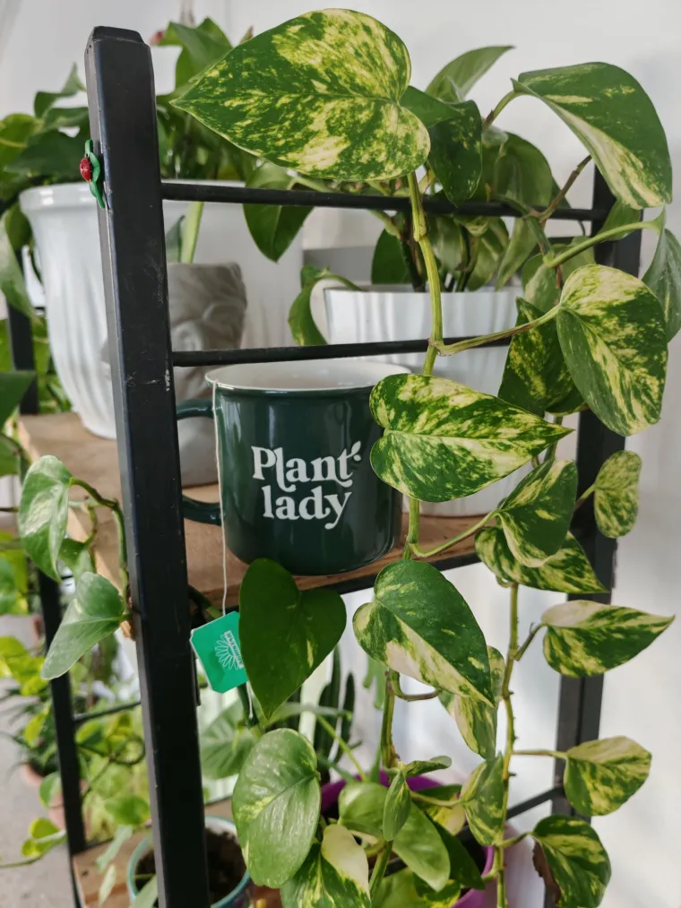 Otporni srcoliki listovi: Donosimo fotografije va&scaron;ih predivnih zlatnih puzavaca