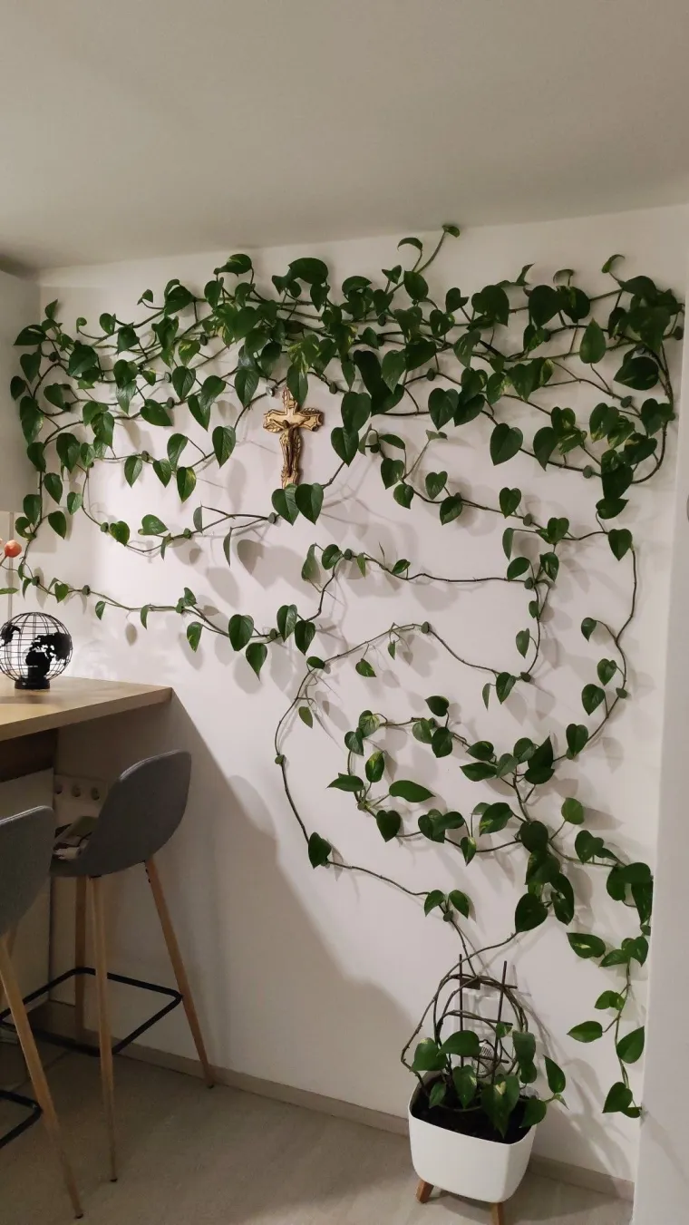 Otporni srcoliki listovi: Donosimo fotografije va&scaron;ih predivnih zlatnih puzavaca