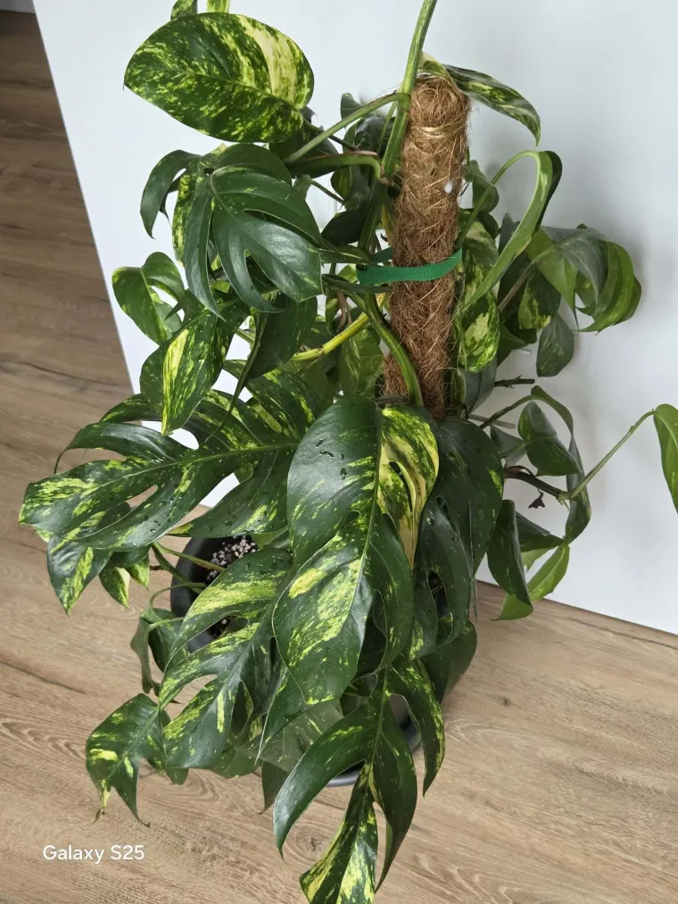 Otporni srcoliki listovi: Donosimo fotografije va&scaron;ih predivnih zlatnih puzavaca