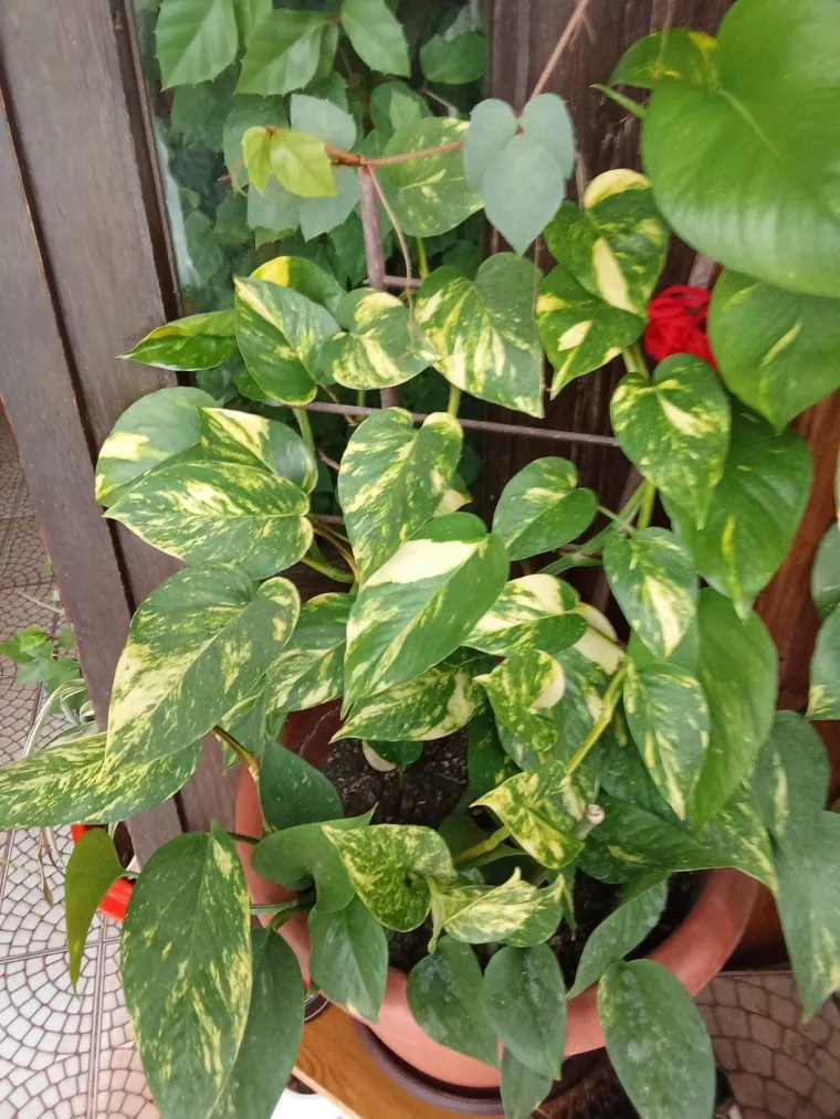 Otporni srcoliki listovi: Donosimo fotografije va&scaron;ih predivnih zlatnih puzavaca