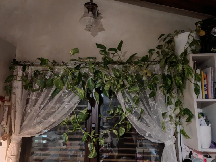 Otporni srcoliki listovi: Donosimo fotografije va&scaron;ih predivnih zlatnih puzavaca