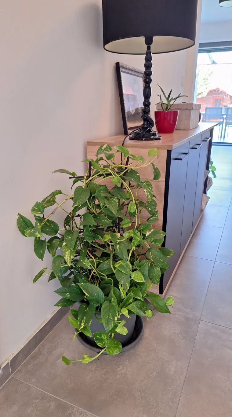 Otporni srcoliki listovi: Donosimo fotografije va&scaron;ih predivnih zlatnih puzavaca