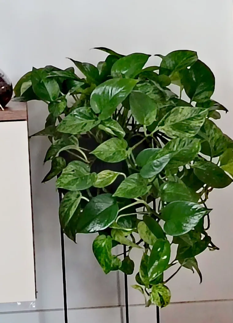 Otporni srcoliki listovi: Donosimo fotografije va&scaron;ih predivnih zlatnih puzavaca