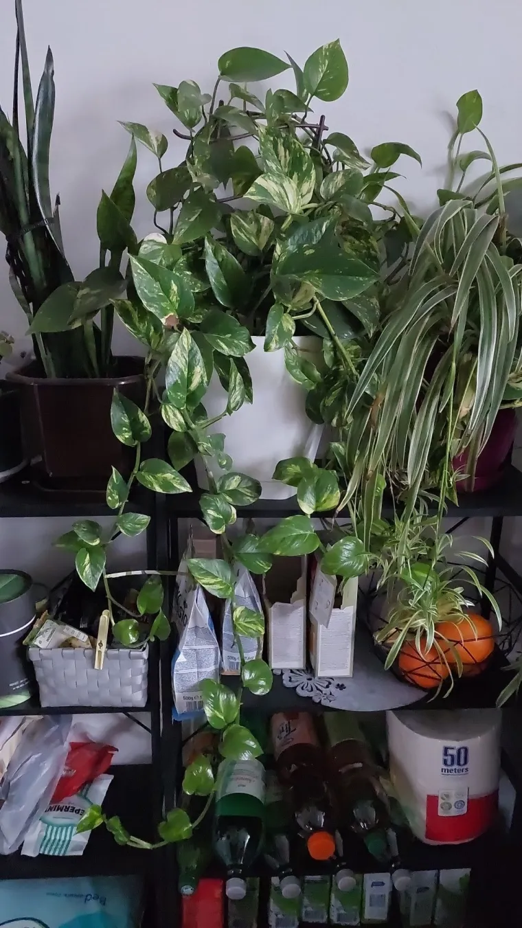 Otporni srcoliki listovi: Donosimo fotografije va&scaron;ih predivnih zlatnih puzavaca