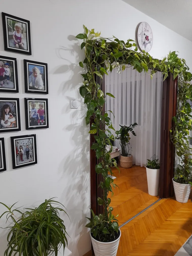 Otporni srcoliki listovi: Donosimo fotografije va&scaron;ih predivnih zlatnih puzavaca