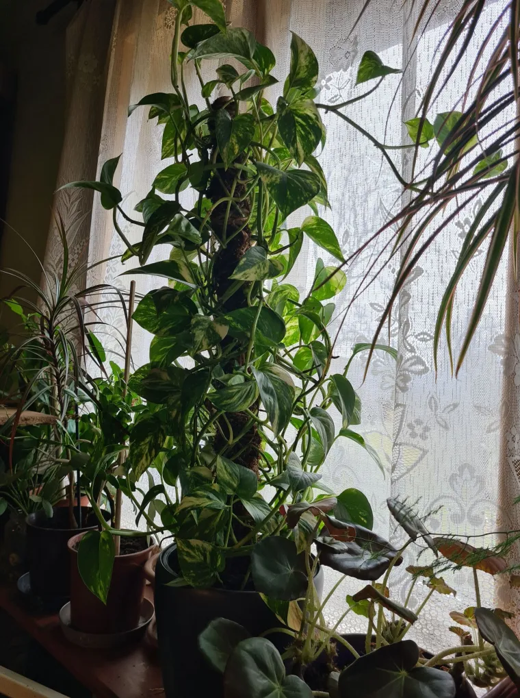 Otporni srcoliki listovi: Donosimo fotografije va&scaron;ih predivnih zlatnih puzavaca