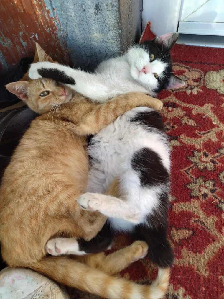 Najdraži životni suputnici: Poslali ste tisuće fotografija, te&scaron;ka smo srca izdvojili njih 100