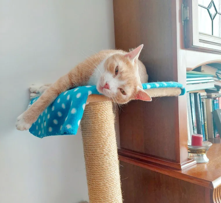 Najdraži životni suputnici: Poslali ste tisuće fotografija, te&scaron;ka smo srca izdvojili njih 100