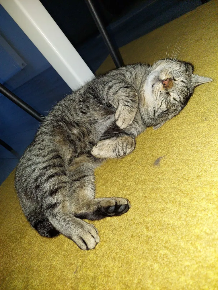 Najdraži životni suputnici: Poslali ste tisuće fotografija, te&scaron;ka smo srca izdvojili njih 100