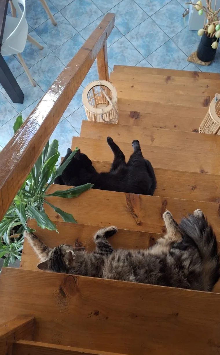 Najdraži životni suputnici: Poslali ste tisuće fotografija, te&scaron;ka smo srca izdvojili njih 100