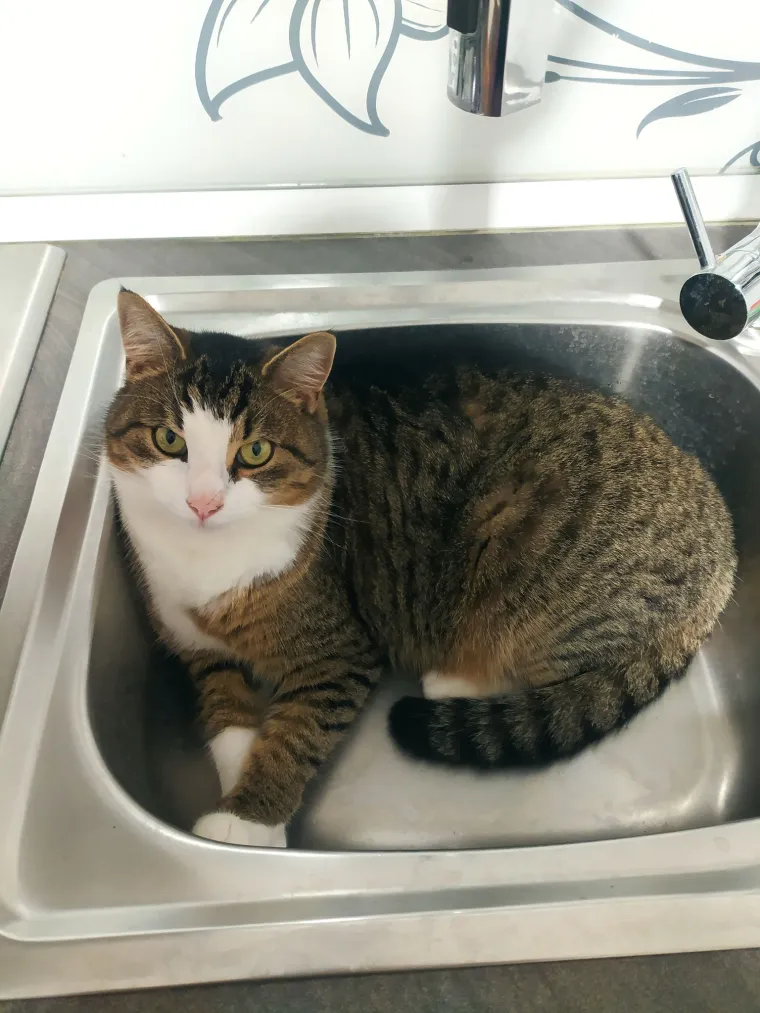 Najdraži životni suputnici: Poslali ste tisuće fotografija, te&scaron;ka smo srca izdvojili njih 100