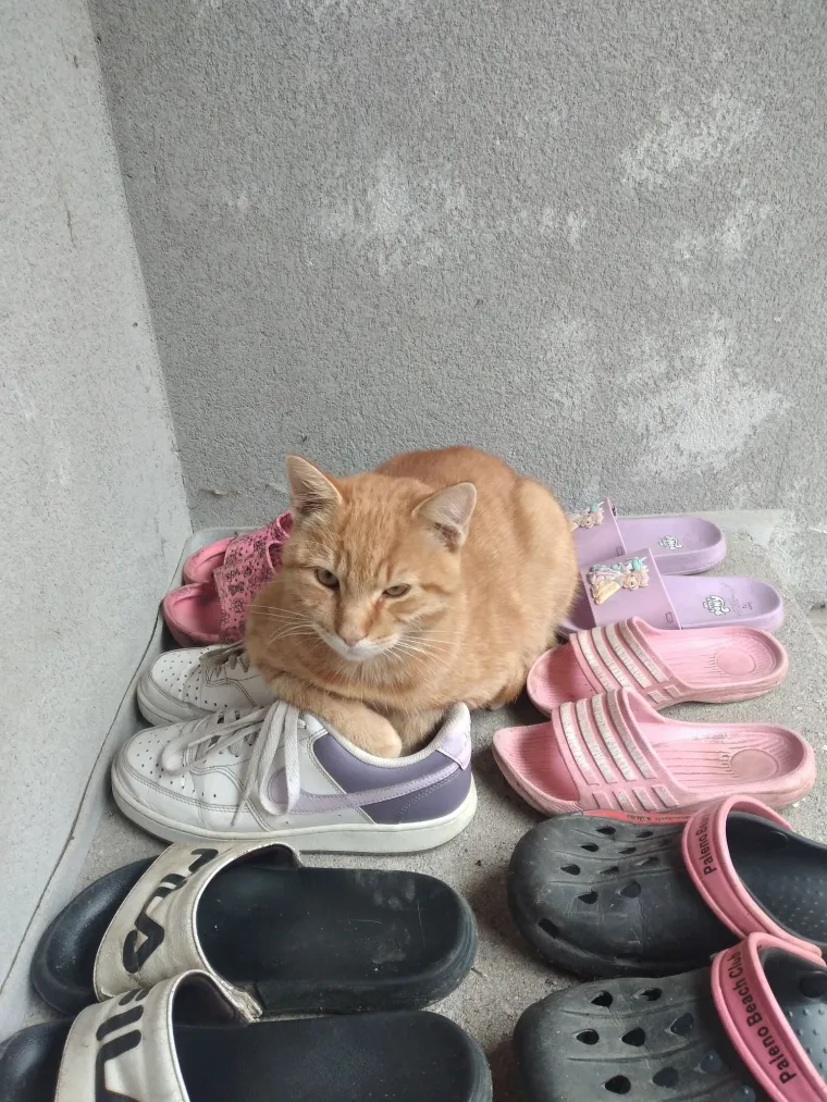 Najdraži životni suputnici: Poslali ste tisuće fotografija, te&scaron;ka smo srca izdvojili njih 100