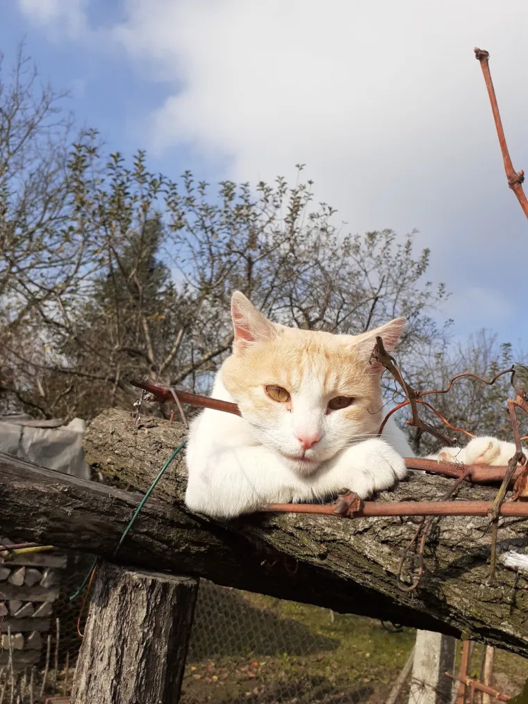 Najdraži životni suputnici: Poslali ste tisuće fotografija, te&scaron;ka smo srca izdvojili njih 100