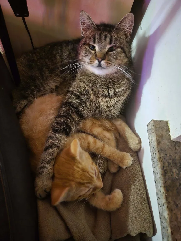 Najdraži životni suputnici: Poslali ste tisuće fotografija, te&scaron;ka smo srca izdvojili njih 100