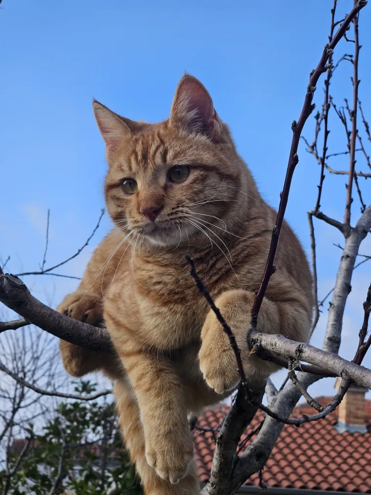 Najdraži životni suputnici: Poslali ste tisuće fotografija, te&scaron;ka smo srca izdvojili njih 100