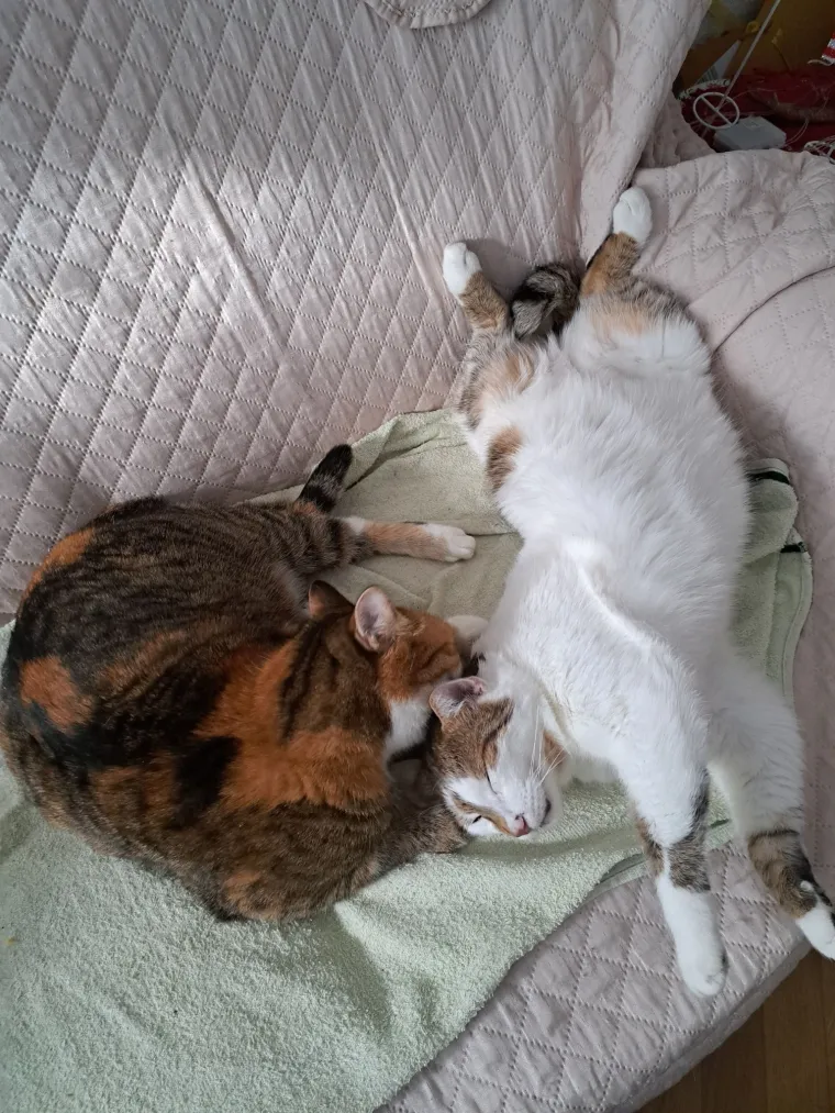 Najdraži životni suputnici: Poslali ste tisuće fotografija, te&scaron;ka smo srca izdvojili njih 100