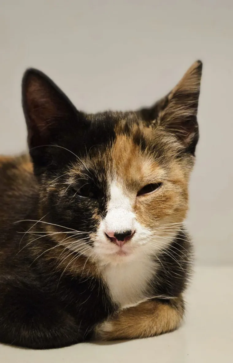 Najdraži životni suputnici: Poslali ste tisuće fotografija, te&scaron;ka smo srca izdvojili njih 100