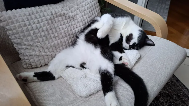 Najdraži životni suputnici: Poslali ste tisuće fotografija, te&scaron;ka smo srca izdvojili njih 100