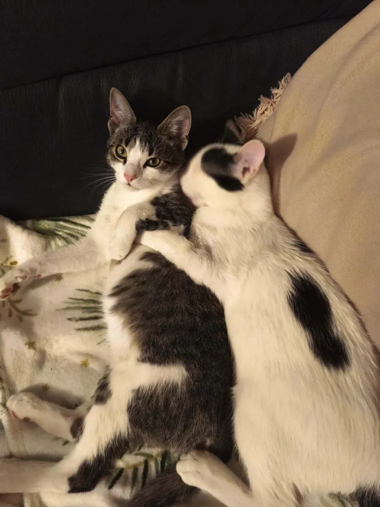 Najdraži životni suputnici: Poslali ste tisuće fotografija, te&scaron;ka smo srca izdvojili njih 100