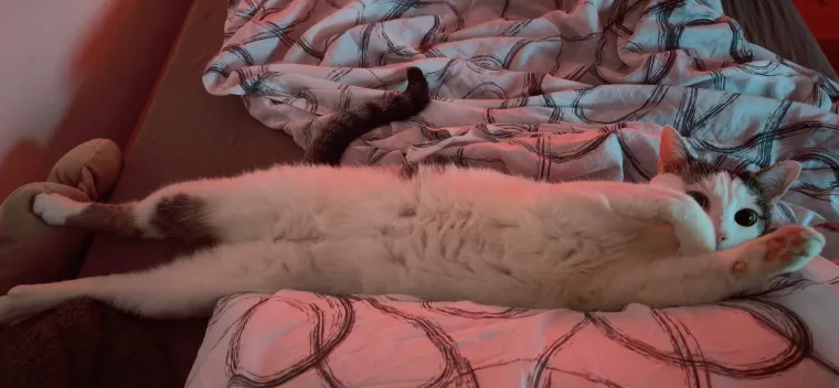 Najdraži životni suputnici: Poslali ste tisuće fotografija, te&scaron;ka smo srca izdvojili njih 100