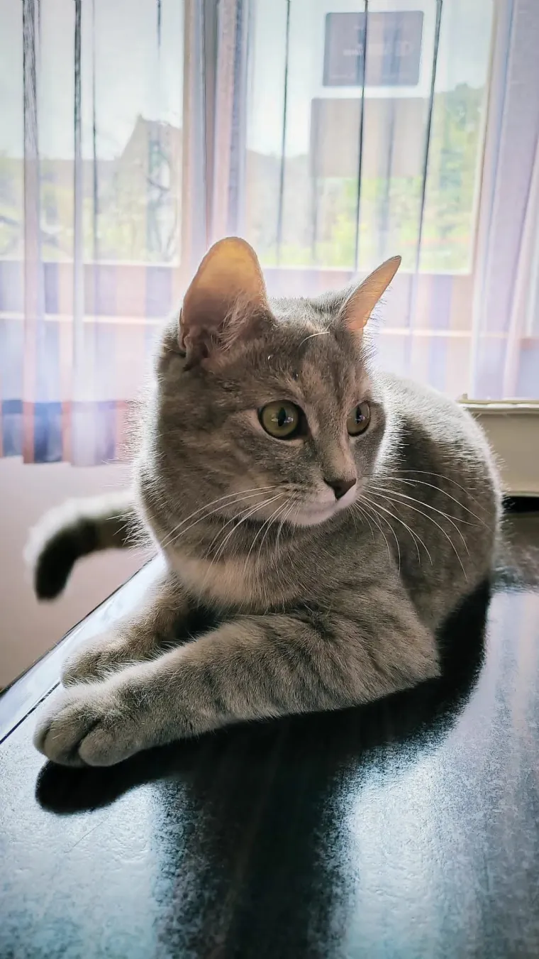 Najdraži životni suputnici: Poslali ste tisuće fotografija, te&scaron;ka smo srca izdvojili njih 100