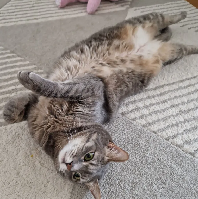 Najdraži životni suputnici: Poslali ste tisuće fotografija, te&scaron;ka smo srca izdvojili njih 100