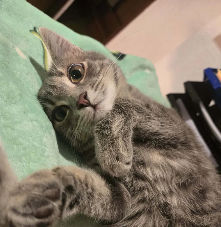 Najdraži životni suputnici: Poslali ste tisuće fotografija, te&scaron;ka smo srca izdvojili njih 100