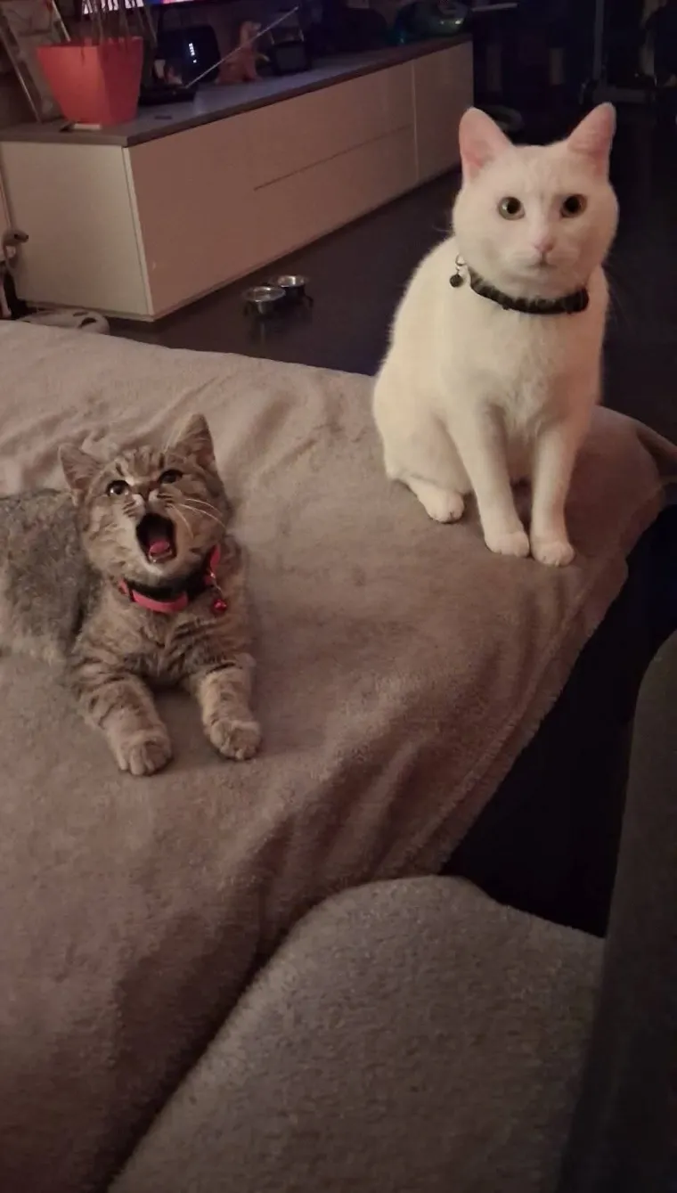 Najdraži životni suputnici: Poslali ste tisuće fotografija, te&scaron;ka smo srca izdvojili njih 100