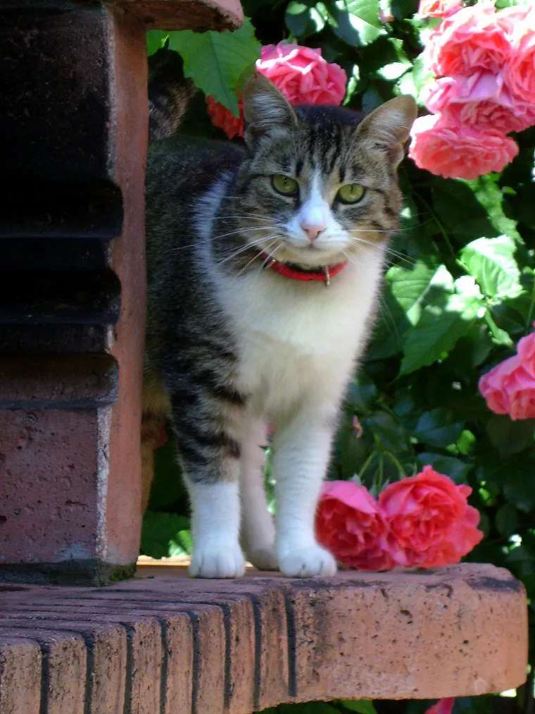 Najdraži životni suputnici: Poslali ste tisuće fotografija, te&scaron;ka smo srca izdvojili njih 100