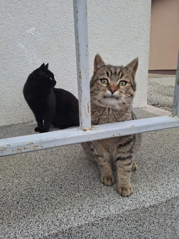 Najdraži životni suputnici: Poslali ste tisuće fotografija, te&scaron;ka smo srca izdvojili njih 100