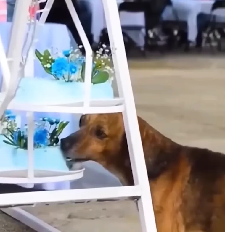 Ovo su najluđi trenuci zabilježeni kamerom na svadbama: Neki su jednostavno urnebesni