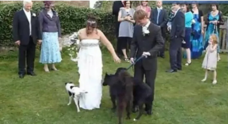 Ovo su najluđi trenuci zabilježeni kamerom na svadbama: Neki su jednostavno urnebesni