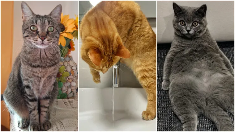 Poslali ste nam fotografije va&scaron;ih mačaka i opisali po čemu su posebne. Donosimo 30 slatkih vragolana