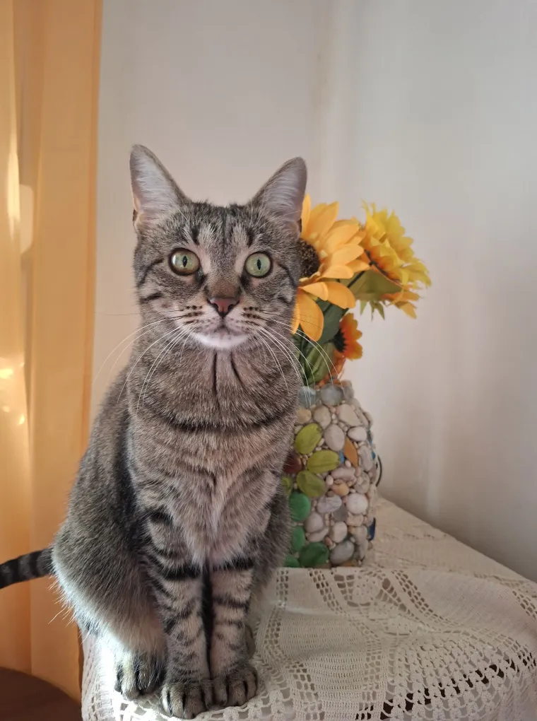 Poslali ste nam fotografije va&scaron;ih mačaka i opisali po čemu su posebne. Donosimo 30 slatkih vragolana