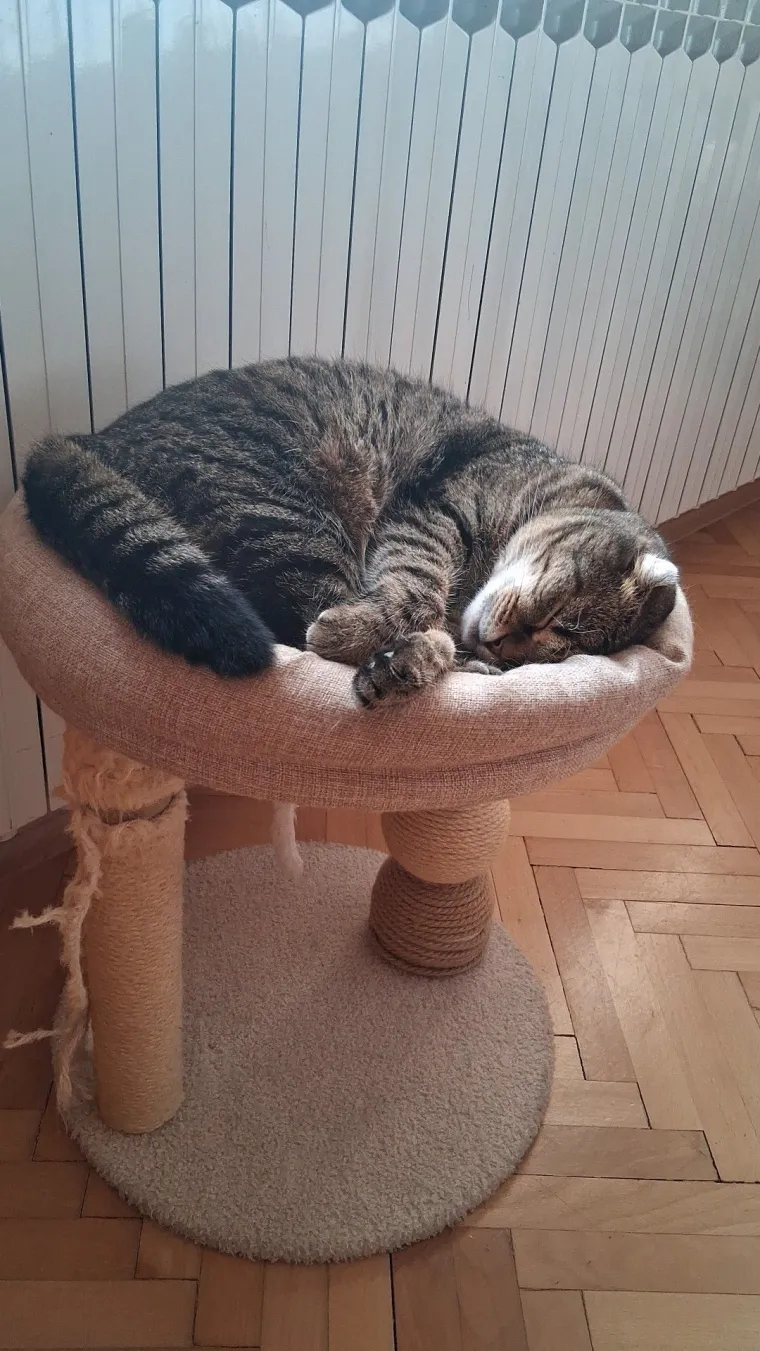 Poslali ste nam fotografije va&scaron;ih mačaka i opisali po čemu su posebne. Donosimo 30 slatkih vragolana